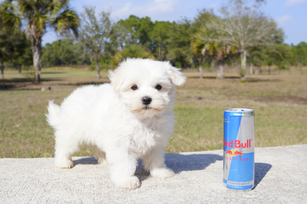 Meet Rascal  - our Maltese Puppy Photo 1/6 - Florida Fur Babies