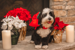 Mini Bernedoodle Being Cute