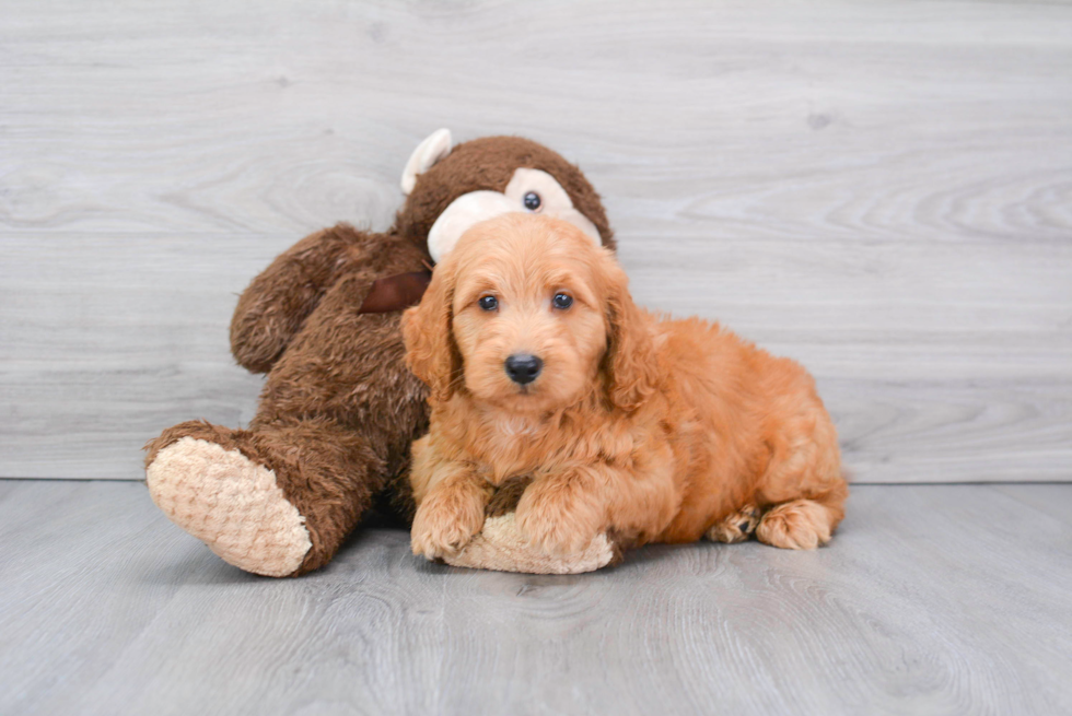 Meet Rusty - our Mini Goldendoodle Puppy Photo 2/2 - Florida Fur Babies