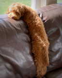 Cute Mini Labradoodle Poodle Mix Pup Cute Mini Labradoodle Poodle Mix Pup