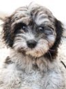 Puppy For Sale - Florida Fur Babies Puppy For Sale - Florida Fur Babies