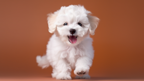 Cute Poochon Poodle Mix Pup