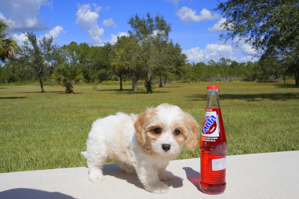 Meet  Dakota - our Cavachon Puppy Photo 2/3 - Florida Fur Babies