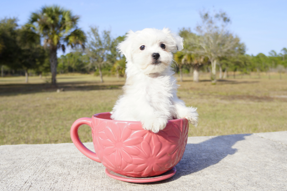 Meet Shela - our Maltipoo Puppy Photo 4/4 - Florida Fur Babies