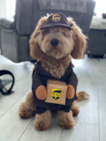 Cute Golden Retriever Poodle Mix Pup