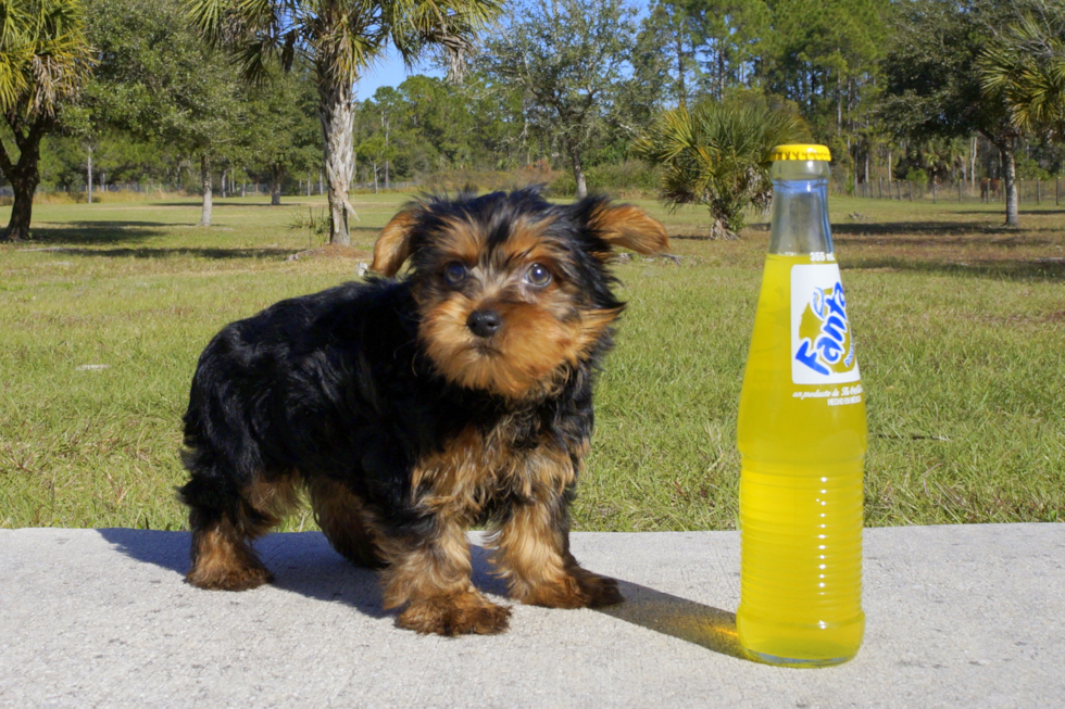 Meet Ben - our Yorkshire Terrier Puppy Photo 2/4 - Florida Fur Babies