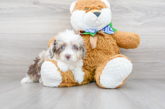 18 week old Mini Aussiedoodle Puppy For Sale - Florida Fur Babies