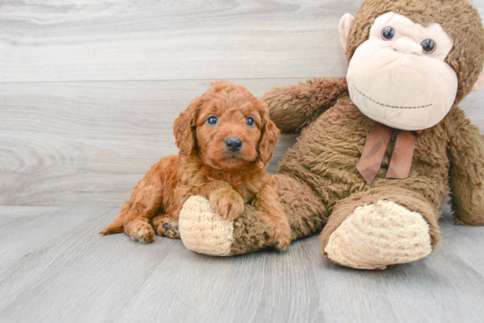 Meet Gigi - our Mini Goldendoodle Puppy Photo 2/3 - Florida Fur Babies