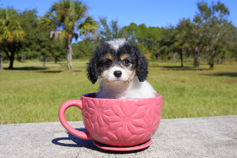 Meet Loui Queen - our Cavachon Puppy Photo 2/3 - Florida Fur Babies