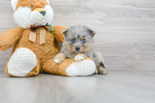 12 week old Pomsky Puppy For Sale - Florida Fur Babies