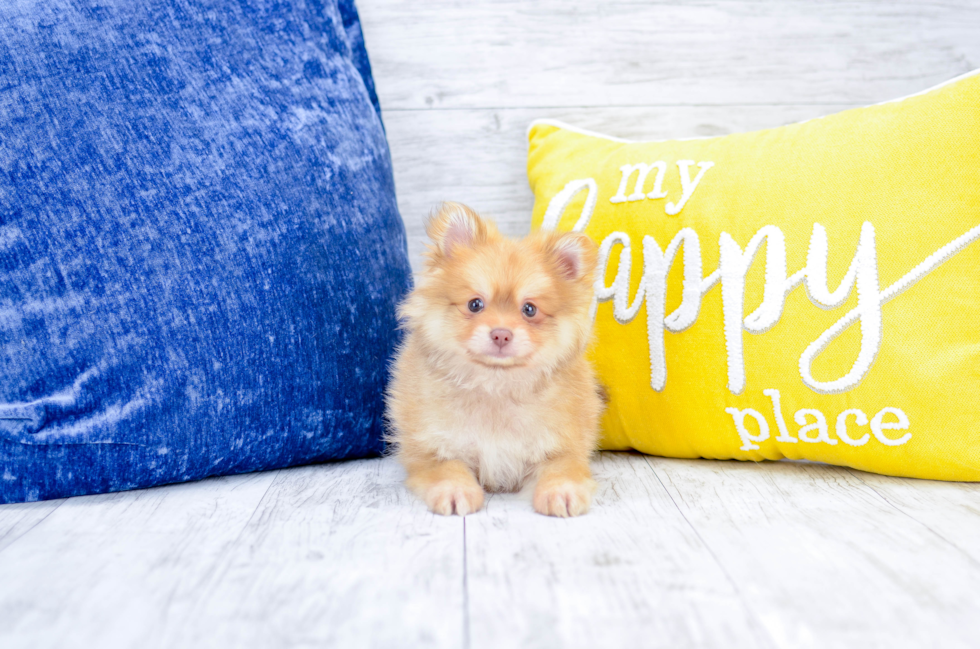 Meet  Roswell - our Pomeranian Puppy Photo 1/4 - Florida Fur Babies