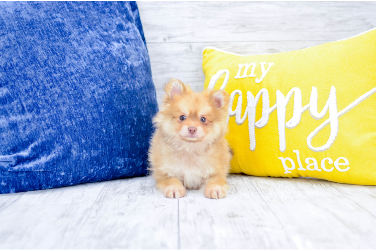 Meet  Roswell - our Pomeranian Puppy Photo 1/4 - Florida Fur Babies