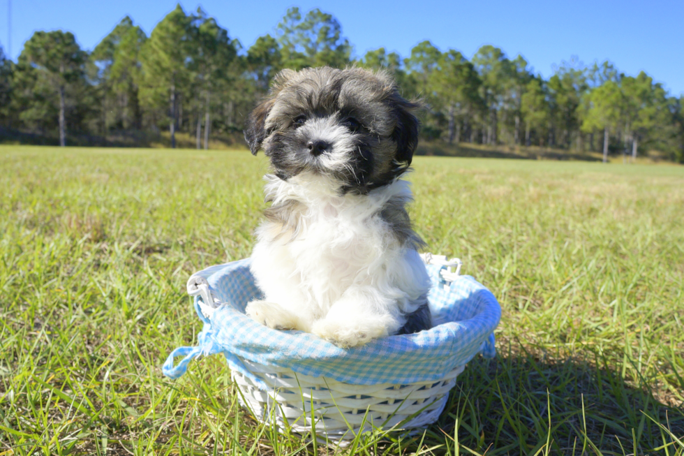 Meet Leopold - our Havanese Puppy Photo 3/4 - Florida Fur Babies