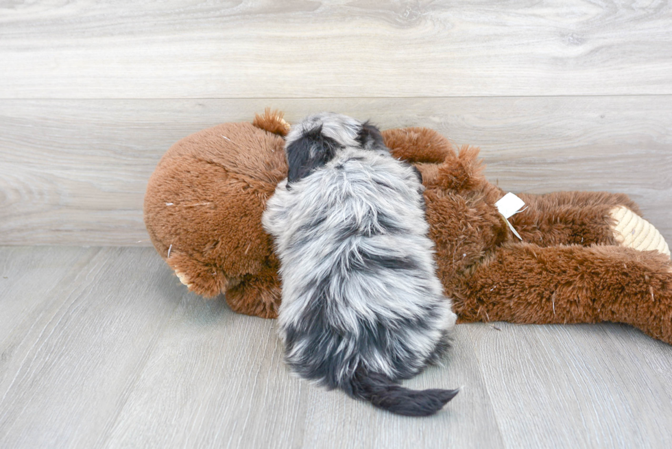 Meet Bosco - our Havapoo Puppy Photo 3/3 - Florida Fur Babies