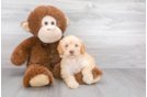 Meet Kim - our Mini Goldendoodle Puppy Photo 2/3 - Florida Fur Babies