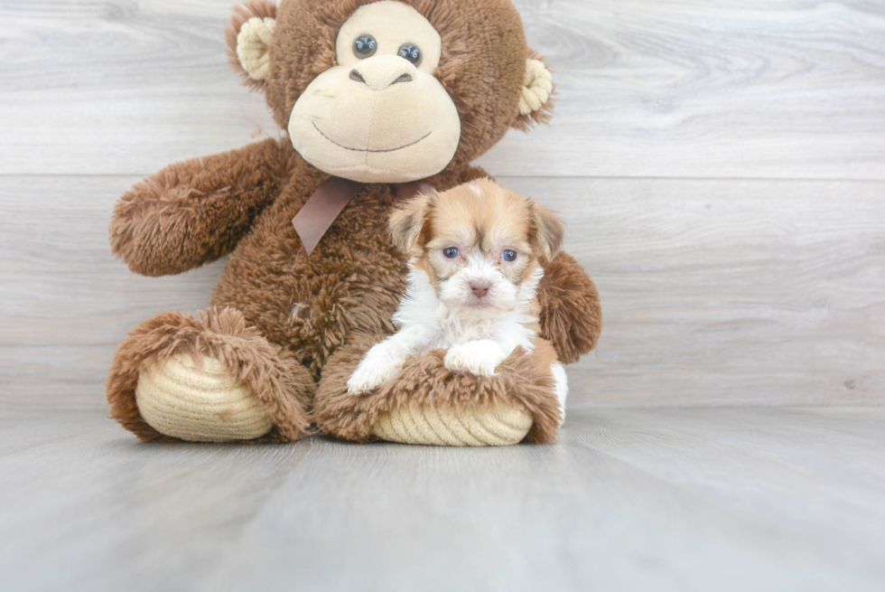 Meet Virana - our Teddy Bear Puppy Photo 1/3 - Florida Fur Babies