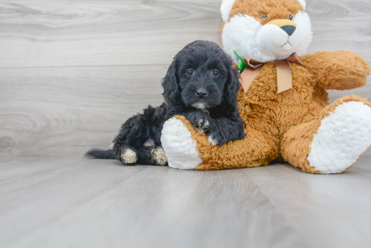 Meet Tara - our Mini Goldendoodle Puppy Photo 1/3 - Florida Fur Babies