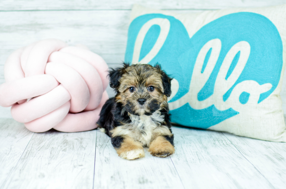 Meet  Clare - our Morkie Puppy Photo 4/5 - Florida Fur Babies