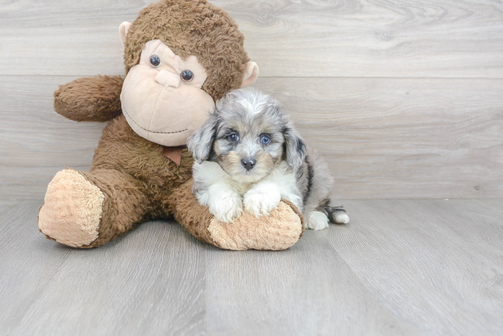 Meet Levi - our Mini Aussiedoodle Puppy Photo 1/3 - Florida Fur Babies