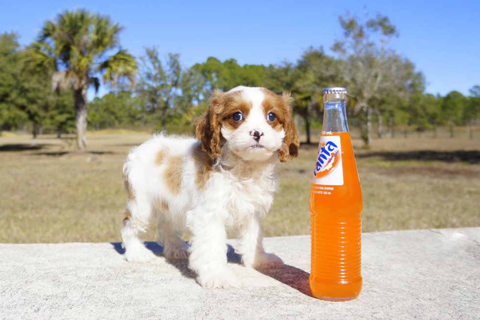 Meet Prince - our Cavapoo Puppy Photo 1/3 - Florida Fur Babies