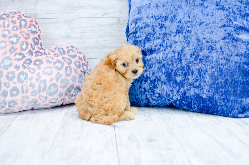 Meet  Merida - our Cavachon Puppy Photo 6/7 - Florida Fur Babies