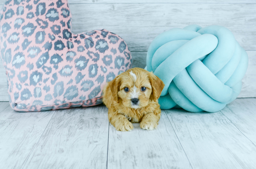 Meet  Red - our Cavapoo Puppy Photo 4/4 - Florida Fur Babies