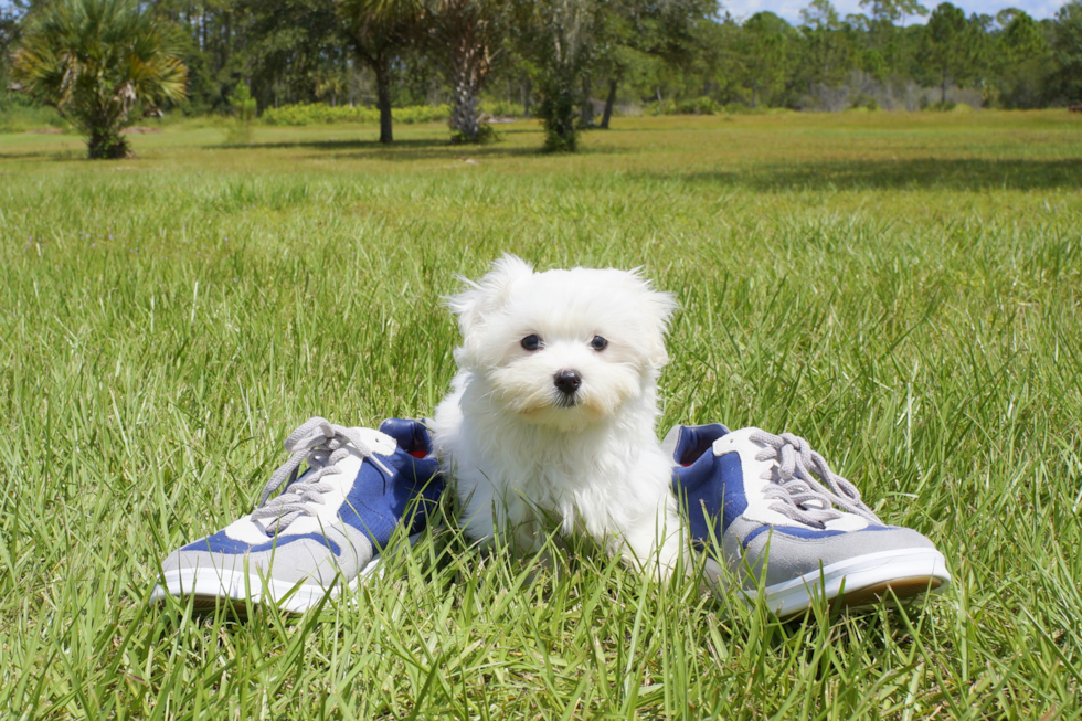 Meet  Luna - our Maltese Puppy Photo 4/7 - Florida Fur Babies