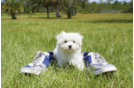 Meet  Luna - our Maltese Puppy Photo 4/7 - Florida Fur Babies