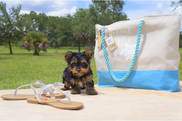 Meet Madison - our Yorkshire Terrier Puppy Photo 3/5 - Florida Fur Babies