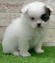 Cute Shih Pom Pup