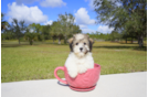Meet Garnet - our Havanese Puppy Photo 1/2 - Florida Fur Babies