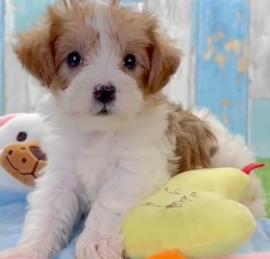 Yorkie Doodle Puppies For Sale - Florida Fur Babies