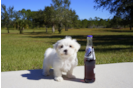 Meet  Laurel - our Maltese Puppy Photo 3/4 - Florida Fur Babies