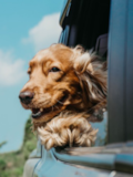 Cute Cocker Spaniel Purebred Pup