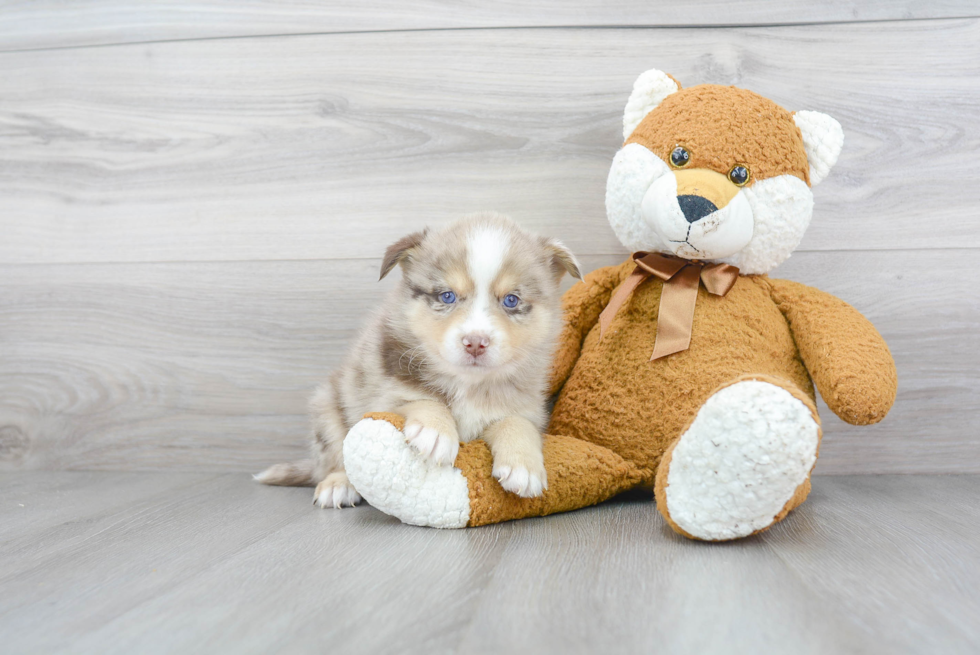 Meet Titan - our Pomsky Puppy Photo 1/3 - Florida Fur Babies