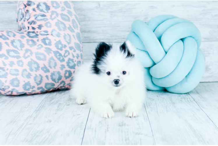Meet Collin - our Pomeranian Puppy Photo 1/4 - Florida Fur Babies