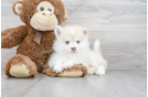 Meet Jeter - our Pomsky Puppy Photo 1/3 - Florida Fur Babies