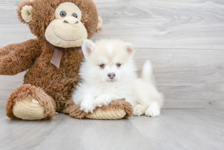 Meet Jeter - our Pomsky Puppy Photo 1/3 - Florida Fur Babies