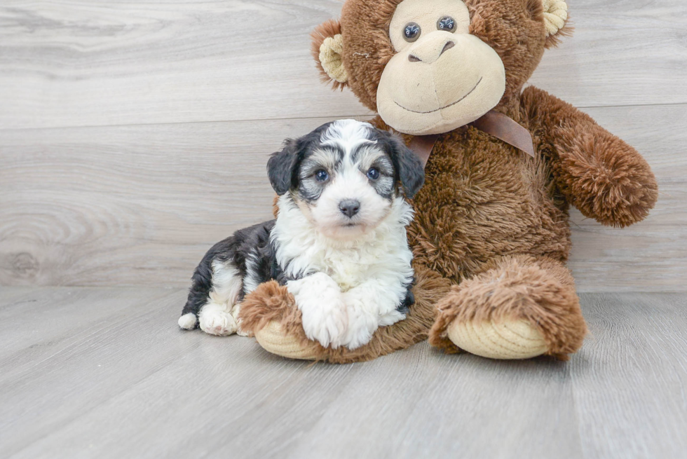 Meet Dicaprio - our Aussiechon Puppy Photo 2/3 - Florida Fur Babies