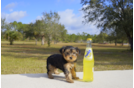 Meet  Mocha - our Yorkshire Terrier Puppy Photo 2/2 - Florida Fur Babies