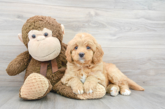 14 week old Mini Bernedoodle Puppy For Sale - Florida Fur Babies