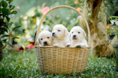 Cute Mini Goldendoodle Pup