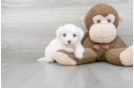 Meet Viera - our Havachon Puppy Photo 1/3 - Florida Fur Babies