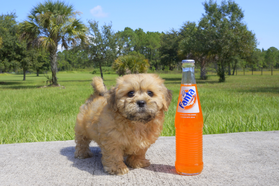 Meet Brownstone - our Teddy Bear Puppy Photo 1/2 - Florida Fur Babies