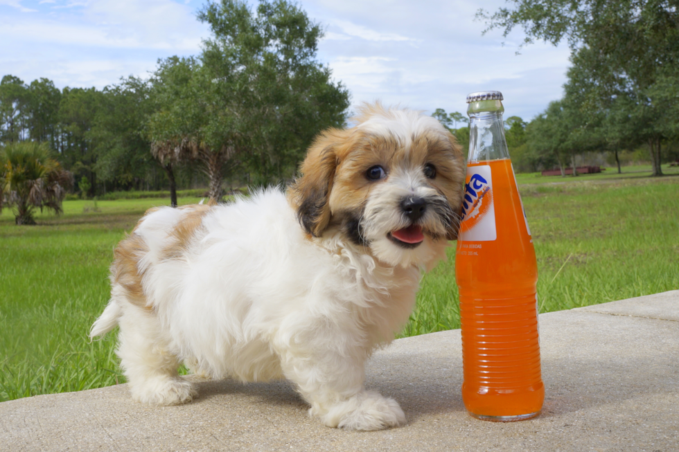 Meet Blair - our Teddy Bear Puppy Photo 3/3 - Florida Fur Babies