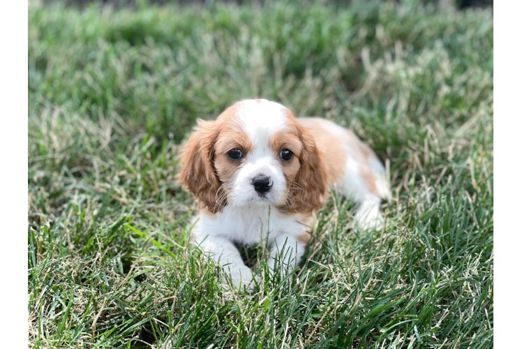 Meet Tilly - our Cavalier King Charles Spaniel Puppy Photo 1/3 - Florida Fur Babies