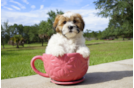 Meet Blair - our Teddy Bear Puppy Photo 1/3 - Florida Fur Babies