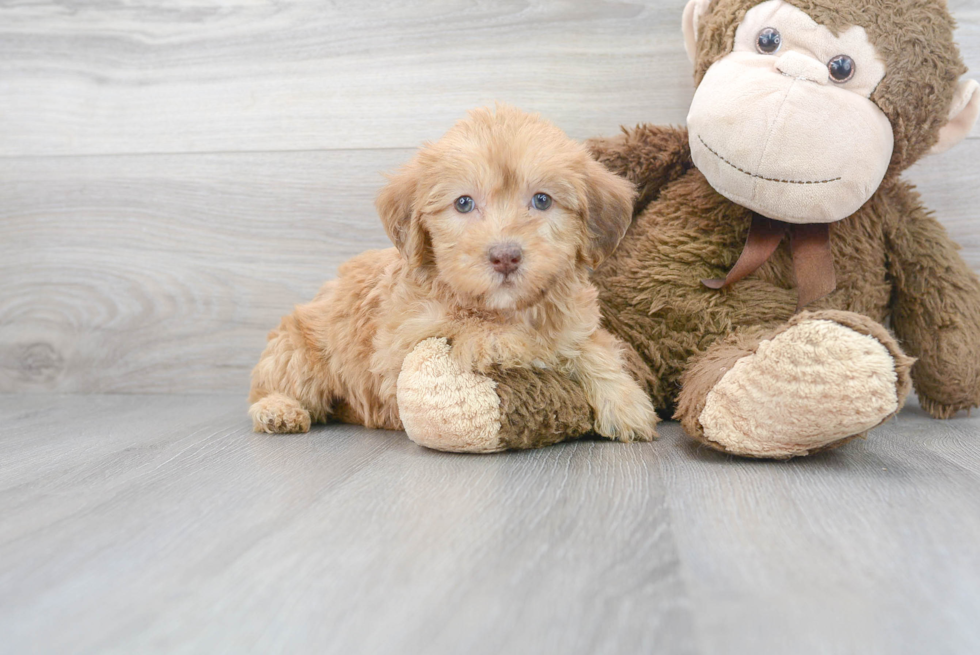 Meet Sue - our Mini Labradoodle Puppy Photo 1/3 - Florida Fur Babies