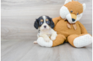 Meet Candy - our Cavalier King Charles Spaniel Puppy Photo 2/3 - Florida Fur Babies