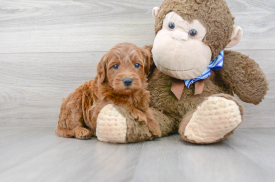 16 week old Mini Goldendoodle Puppy For Sale - Florida Fur Babies